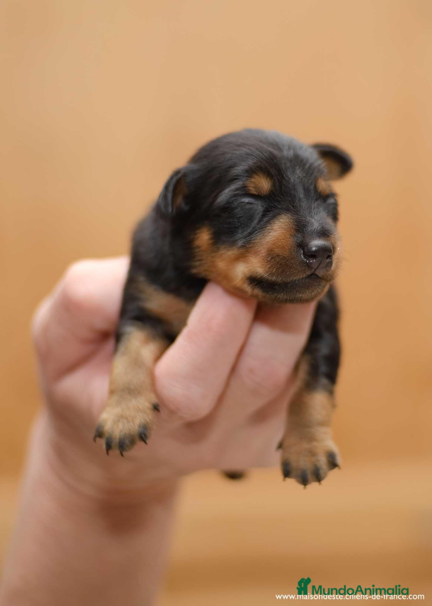Pinscher Miniatura perros Puppy pinscher mini en Ciudad Real - Anuncio 22