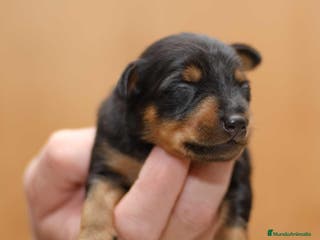 Pinscher Miniatura perros Puppy pinscher mini en Ciudad Real - Anuncio 5