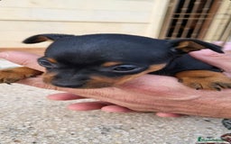 Pinscher Miniatura perros en venta: MINI PINCHER TOY - Imagen 3