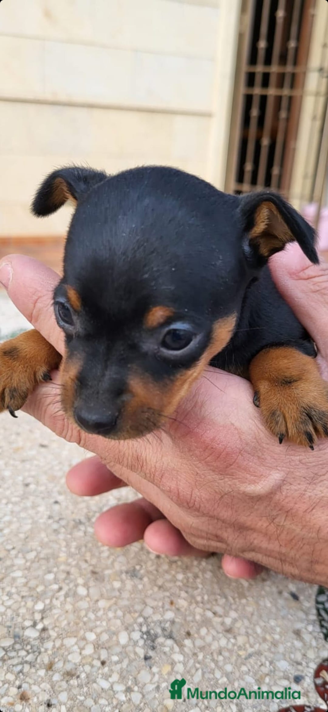 Pinscher Miniatura perros en venta: MINI PINCHER TOY - Imagen 3