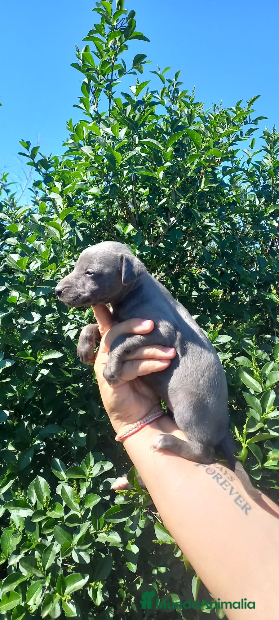 Whippet perros Camada de Whippig (picolo italiano y whipper) - Anuncio 25