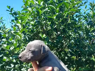 Whippet perros Camada de Whippig (picolo italiano y whipper) - Anuncio 25