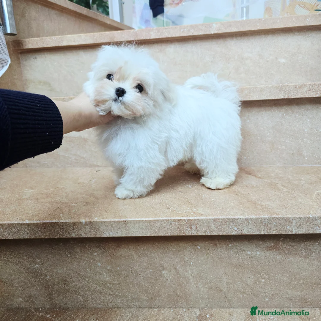 Bichón Maltés perros en venta: Cachorro de Bichón Maltés coreano  en Barcelona - Anuncio 2