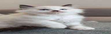 Ragdoll Gatito 4