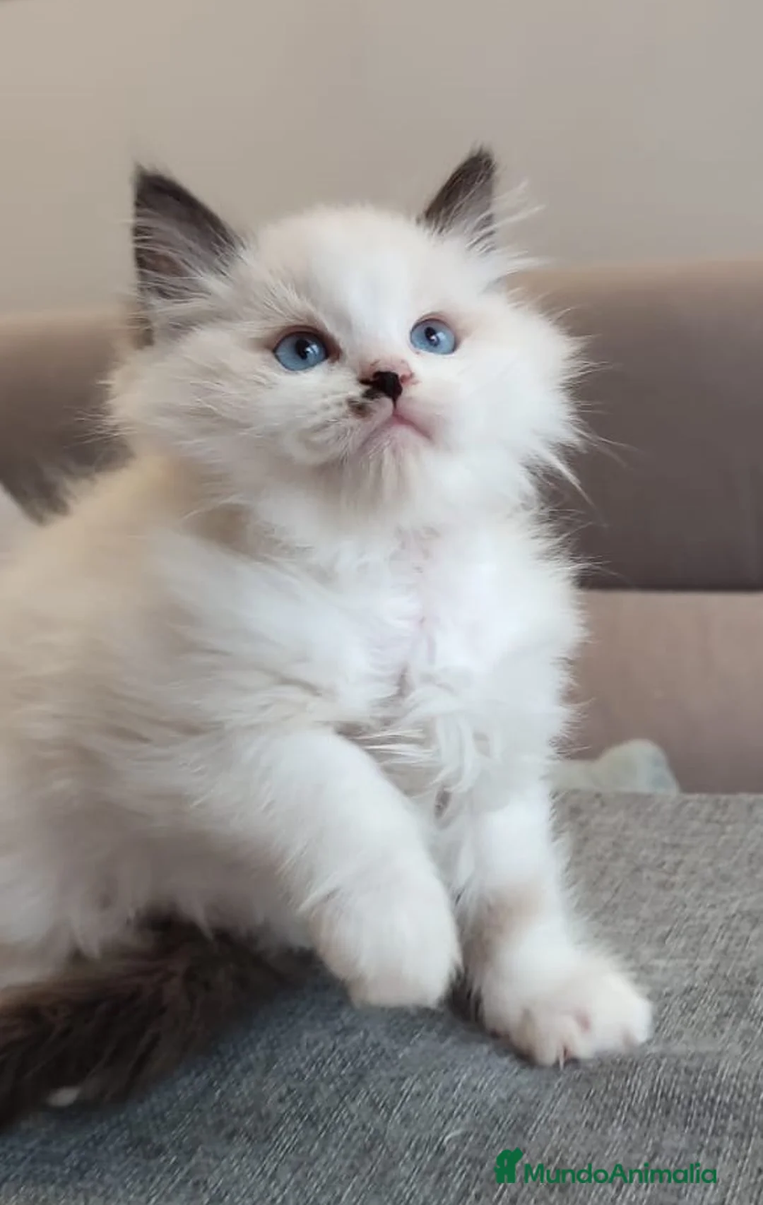 Ragdoll gatos en venta: Gatitos Ragdoll - Anuncio 38