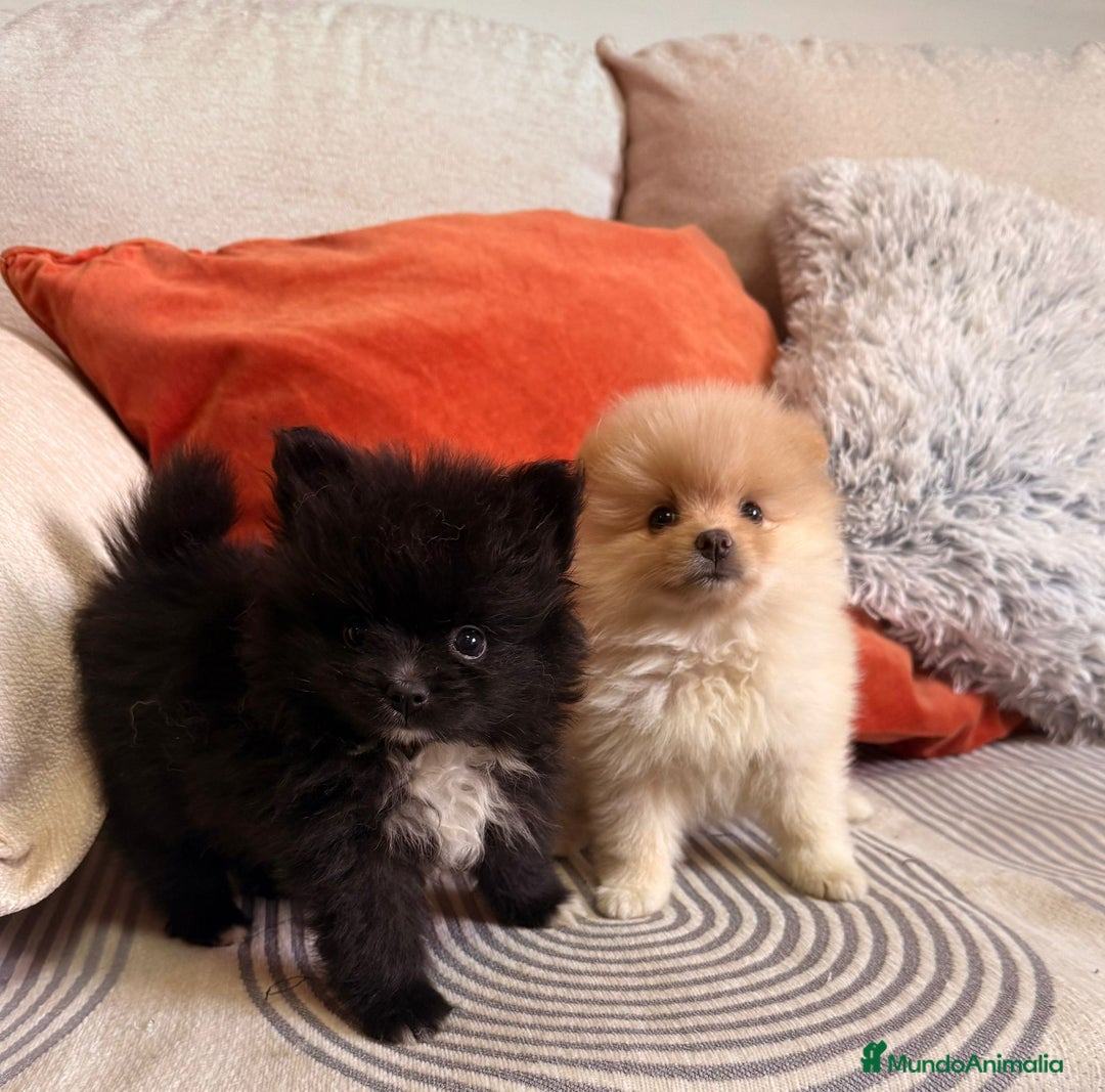 Pomerania perros en venta: Pomerania toys  - Imagen 4