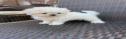 Bichón Maltés perros en venta: Bichon miniatura líneas coreanas!!! - Anuncio 3