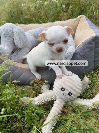 Chihuahua perros en Asturias - Anuncio 6