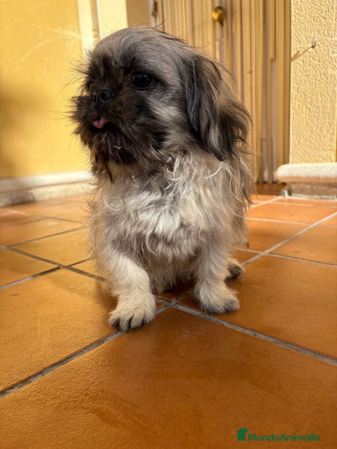 Pekinés perros en venta: Pekines imperial hembra preciosa  - Anuncio 23