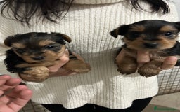 Yorkshire Terrier perros en venta: yorkshire  - Imagen 4