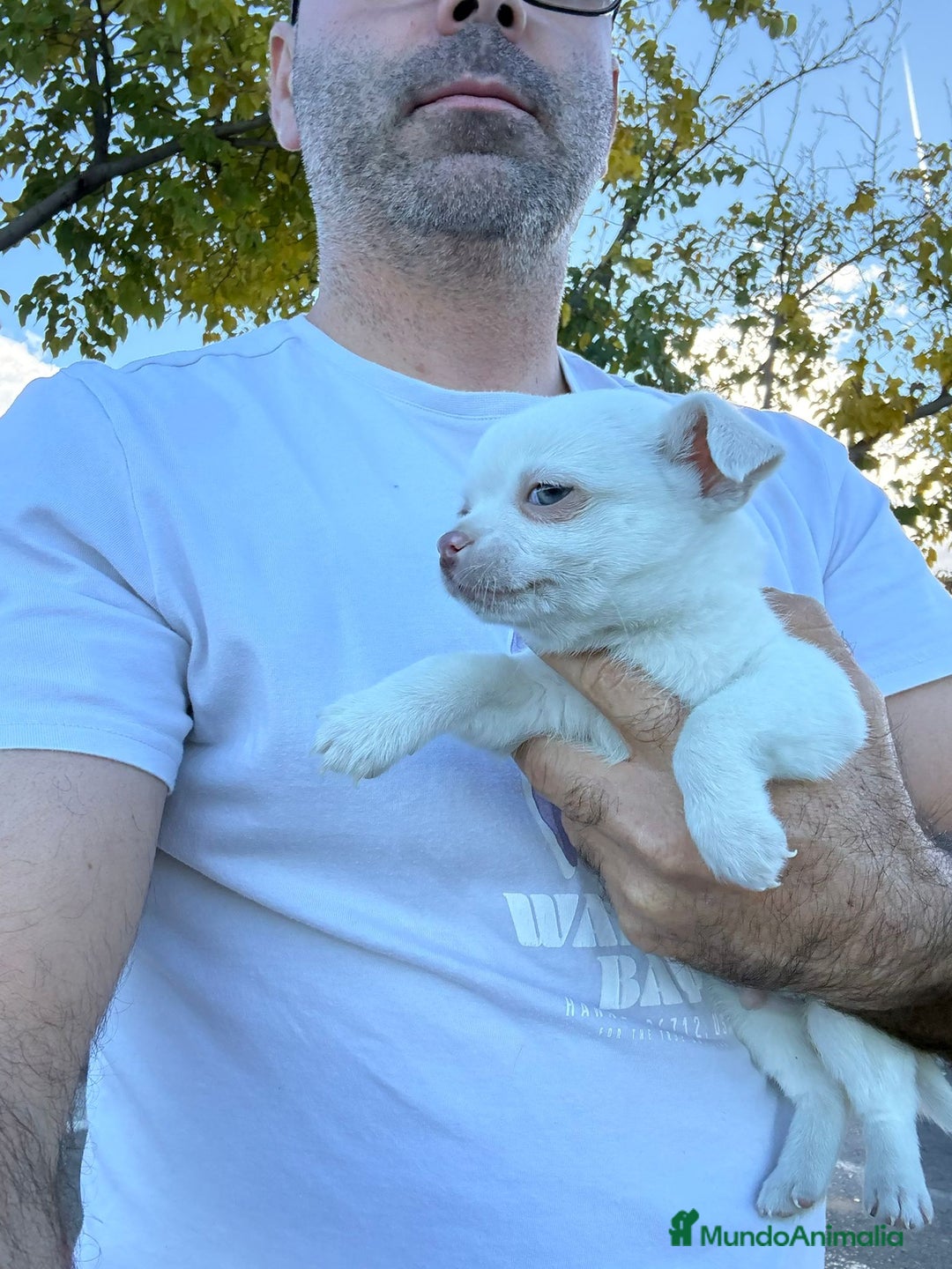 Chihuahua perros en venta: Chihuahua toy exclusivo - Anuncio 6