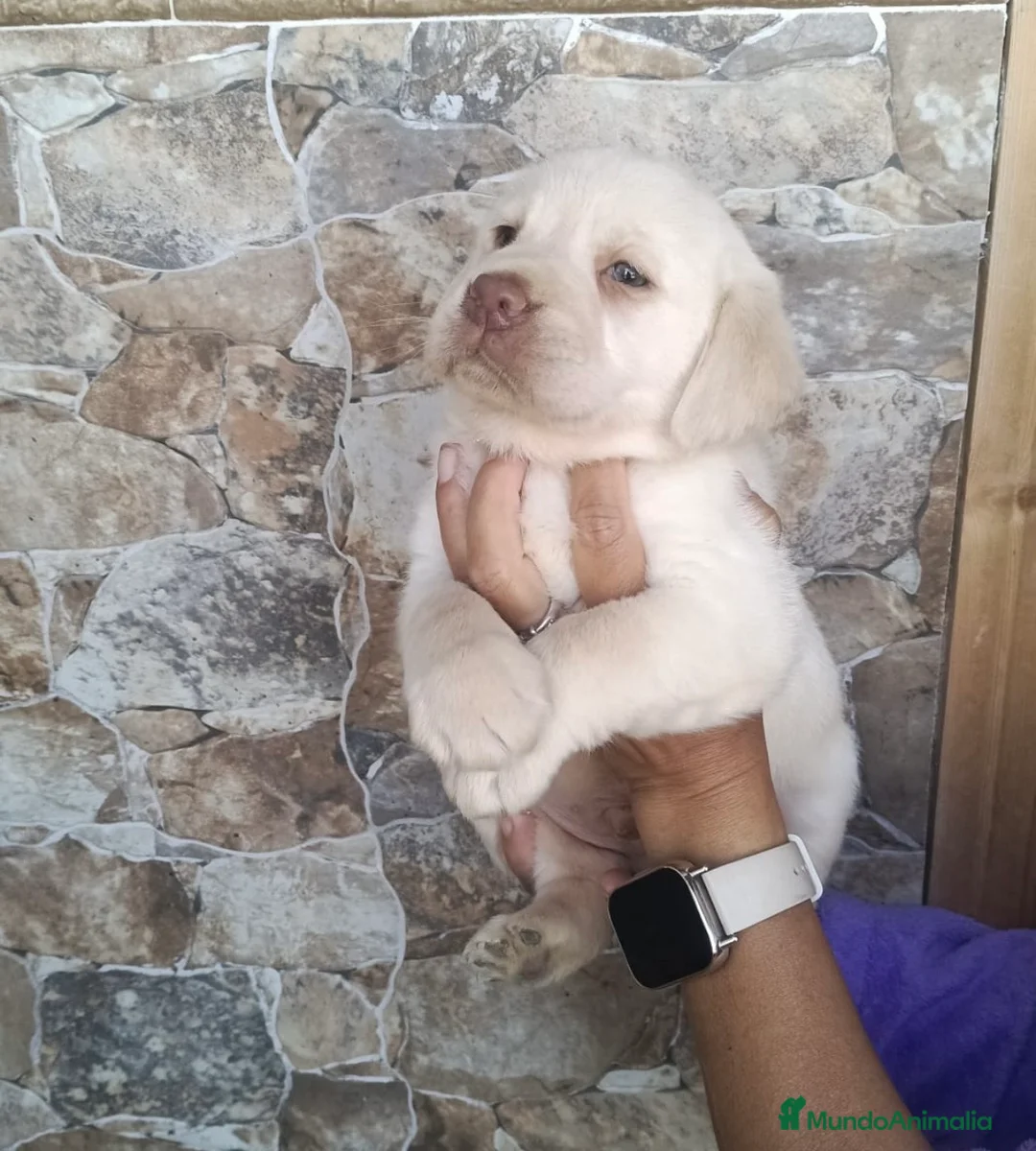 Labrador Retriever perros en venta: Labradores dorados disponibles 🔥🩷🩵 en Sevilla - Anuncio 2