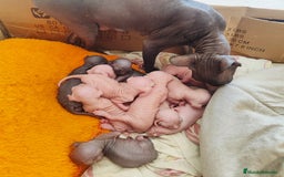 Sphynx gatos en venta: Sphynx pura raza - Imagen 1