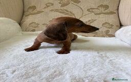 Teckel Miniatura perros en venta: Teckel kaninchen cachorro macho  - Imagen 15