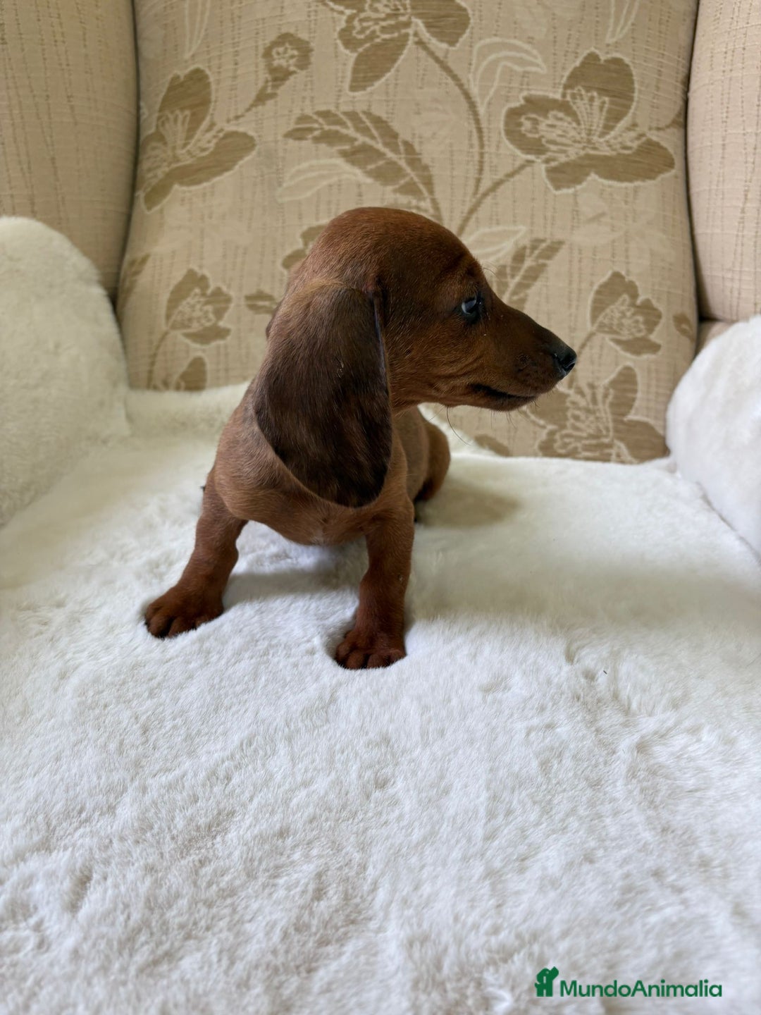 Teckel Miniatura perros en venta: Teckel kaninchen cachorro macho  - Imagen 15