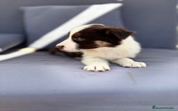 Border Collie perros en venta: ULTIMAS 2 HEMBRAS BORDER COLLIE  - Imagen 9