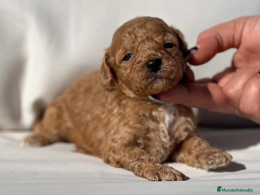 Caniche Toy perros en venta: CANICHE TOY APRICOT - Anuncio 1