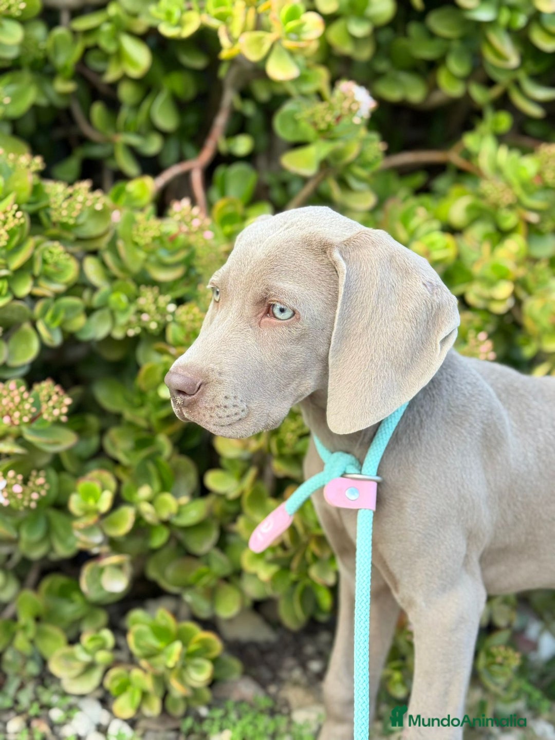 Weimaraner perros en venta: Bracos de Weimar  - Anuncio 4