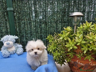 Bichón Maltés perros en Barcelona - Anuncio 16