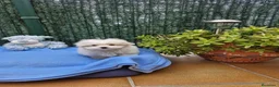 Bichón Maltés perros en venta: Bichón Maltés preciosos  en Barcelona - Anuncio 1