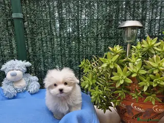 Bichón Maltés perros Bichón Maltés preciosos en Barcelona - Anuncio 3