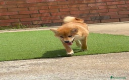 Shiba Inu perros en venta: Shiba Inu - Imagen 3