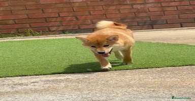 Shiba Inu perros - Anuncio 3