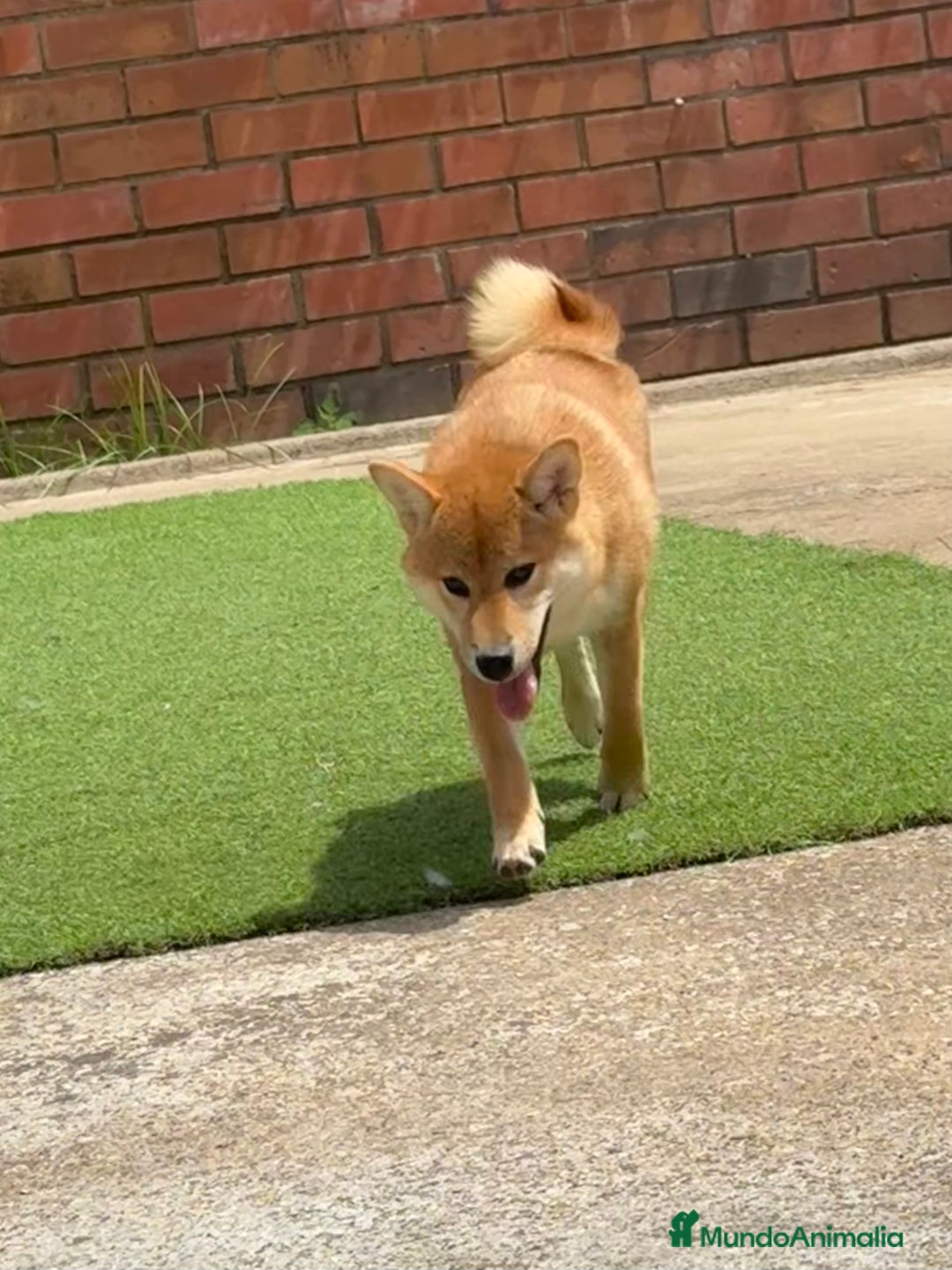 Shiba Inu perros en venta: Shiba Inu - Imagen 3