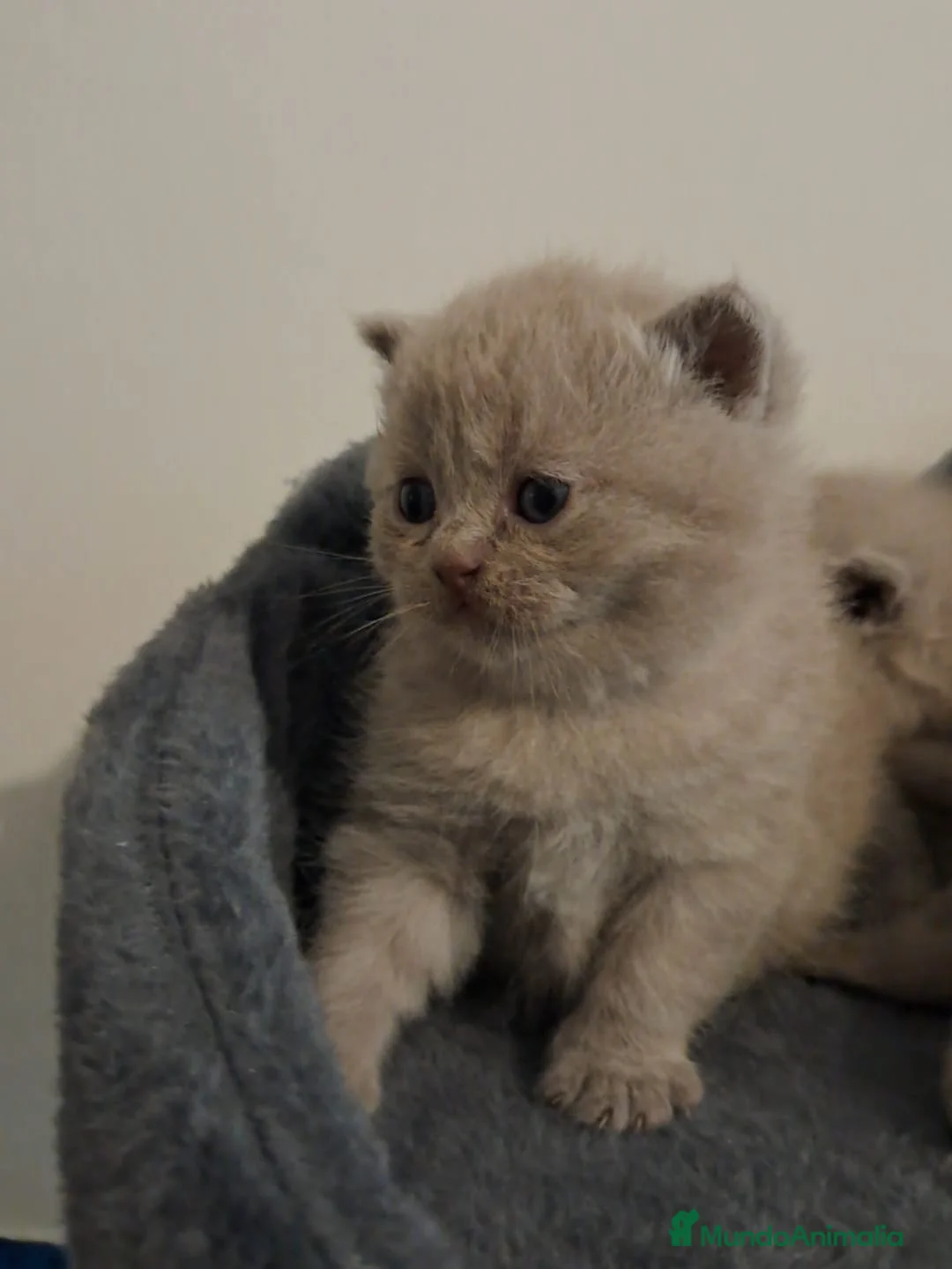 Maine Coon gatos en venta: Camada Preciosa Maine Coon - Anuncio 2