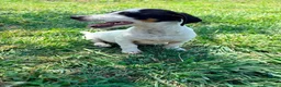 Jack Russell Terrier perros en venta: Jack Russell Terrier  - Anuncio 12