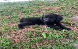 Golden Retriever perros en venta: GOLDEN RETRIEVER  - Imagen 5
