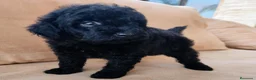 Caniche Toy perros en venta: Caniche toy precio real - Anuncio 8