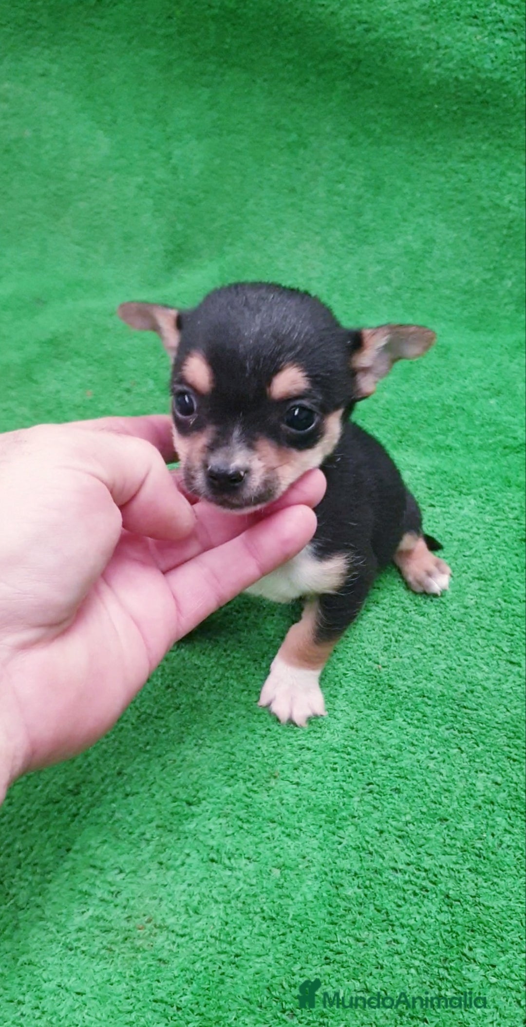 Chihuahua perros en venta: Chihuahuas Toys - Anuncio 3