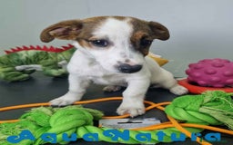 Jack Russell Terrier perros en venta: Jack Russel Hembra JMU 7728 AQUANATURA - Imagen 10