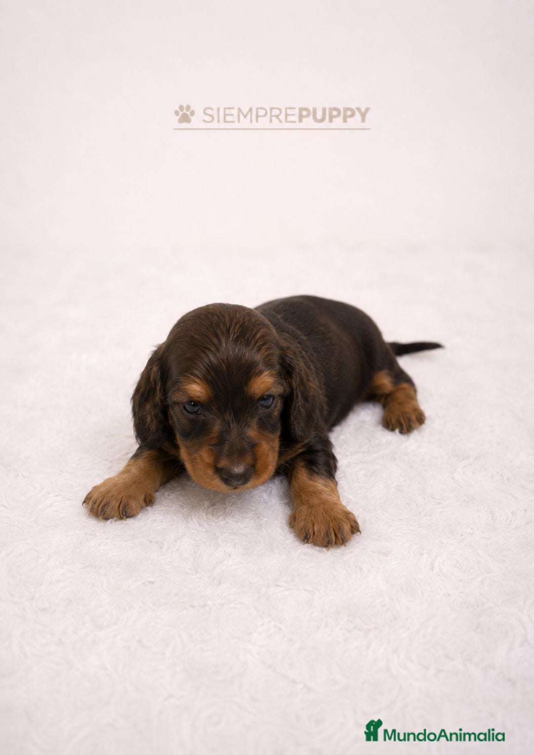 Teckel Miniatura perros TECKEL PELO LARGO SABLE - Anuncio 2