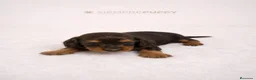 Teckel Miniatura perros en venta: TECKEL PELO LARGO SABLE - Anuncio 1