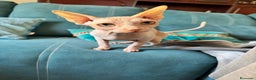 Sphynx gatos en venta: Gata egipcia  - Anuncio 1
