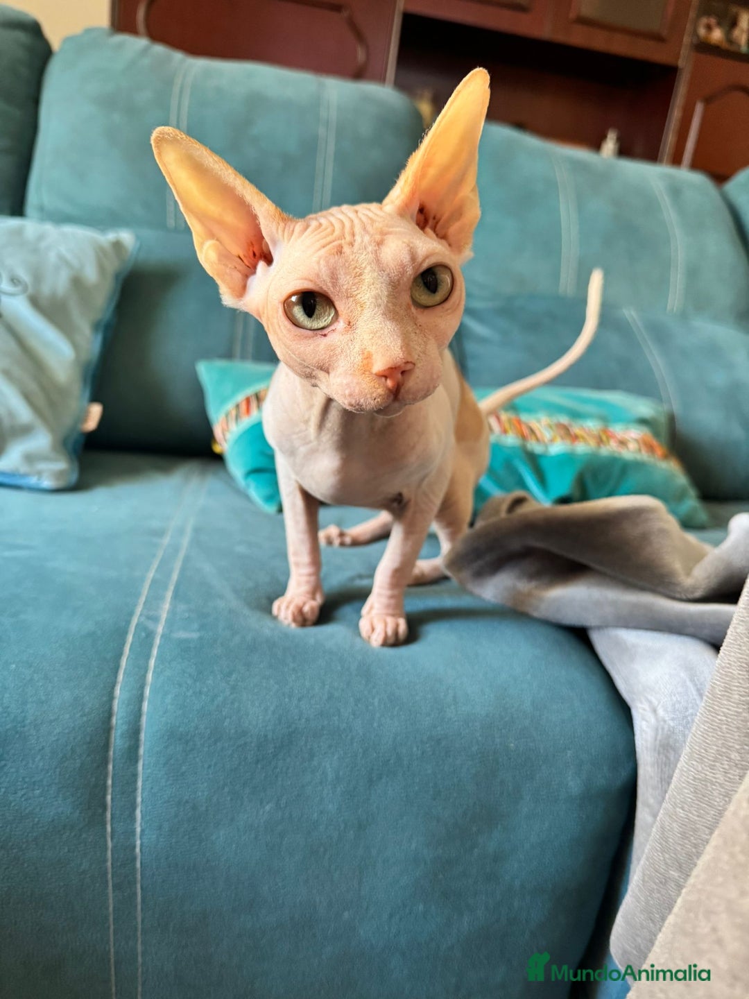 Sphynx gatos en venta: Gata egipcia  - Anuncio 1