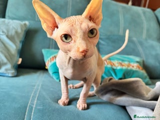 Sphynx gatos Gata egipcia - Anuncio 1