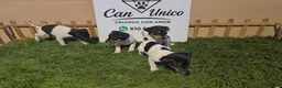 Ratonero Bodeguero Andaluz perros en venta: Bodeguero Andaluz-Calidad, seriedad y seguimiento - Anuncio 4