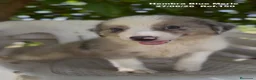 Border Collie perros en venta: Border Collie Hembra Blue Merle - Anuncio 18