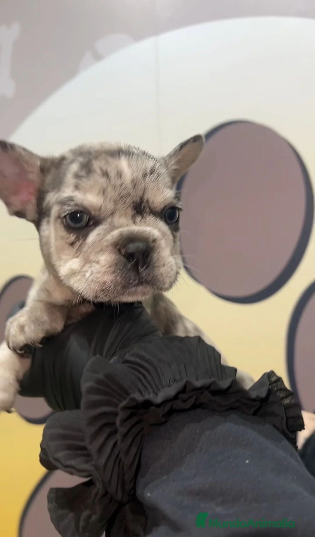 Bulldog Francés perros en venta: ESPECTACULAR BULLDOG FRANCES🤎 - Anuncio 3