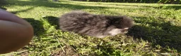 Pomerania perros en venta: ESPECTACULAR HEMBRITA DE SUPER POMY TOY - Anuncio 7