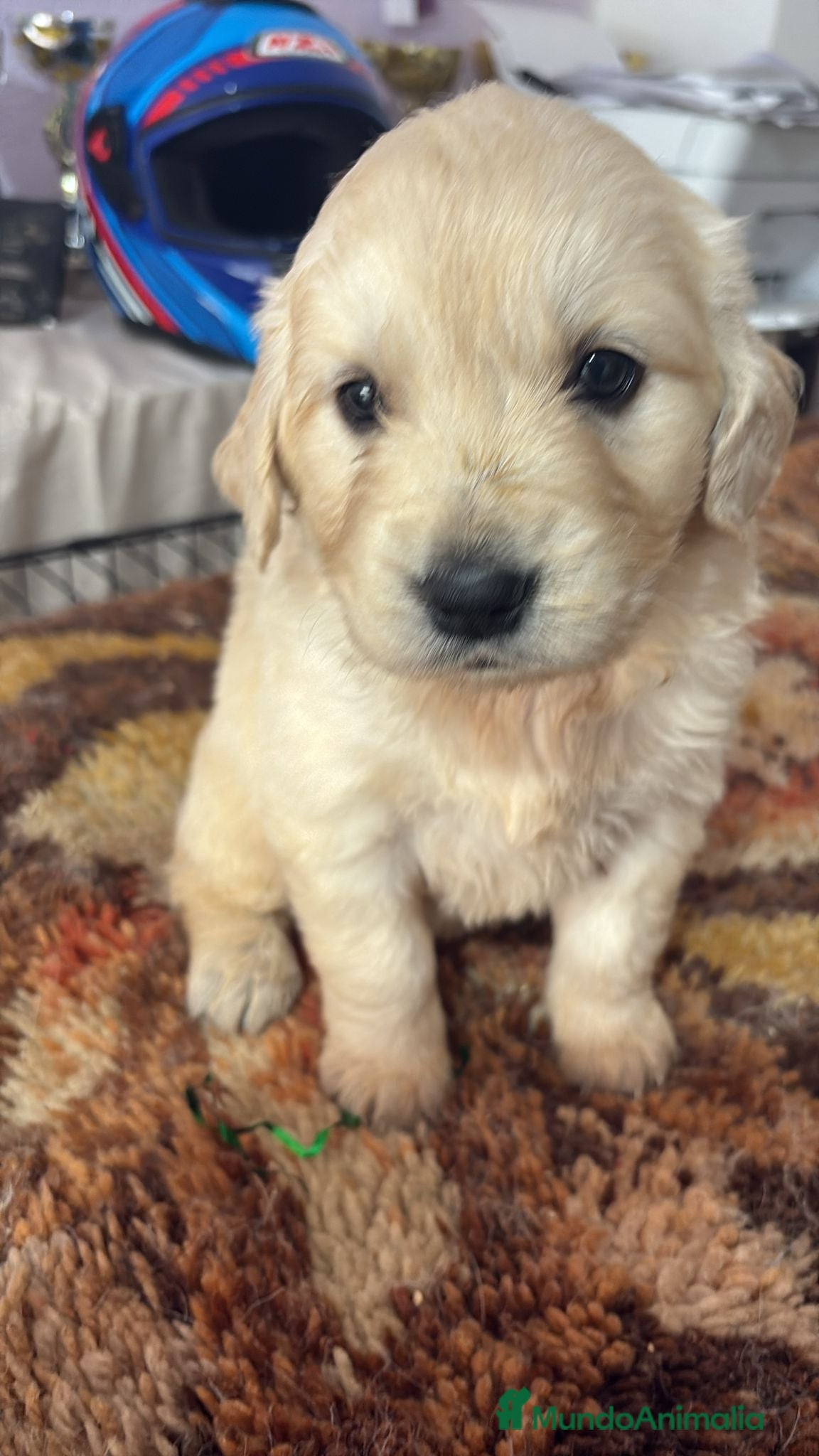 Golden Retriever perros Golden Retriever disponible  - Anuncio 2