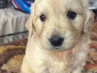 Golden Retriever perros Golden Retriever disponible - Anuncio 4