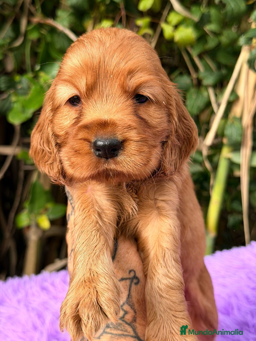 Cocker Spaniel Inglés perros en venta: Cocker inglés dorado - Anuncio 4
