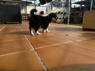 Collie de Pelo Largo perros Rough collie - Anuncio 3