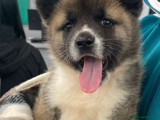 Akita Americano perros Cachorros de Akita Americano - Anuncio 1