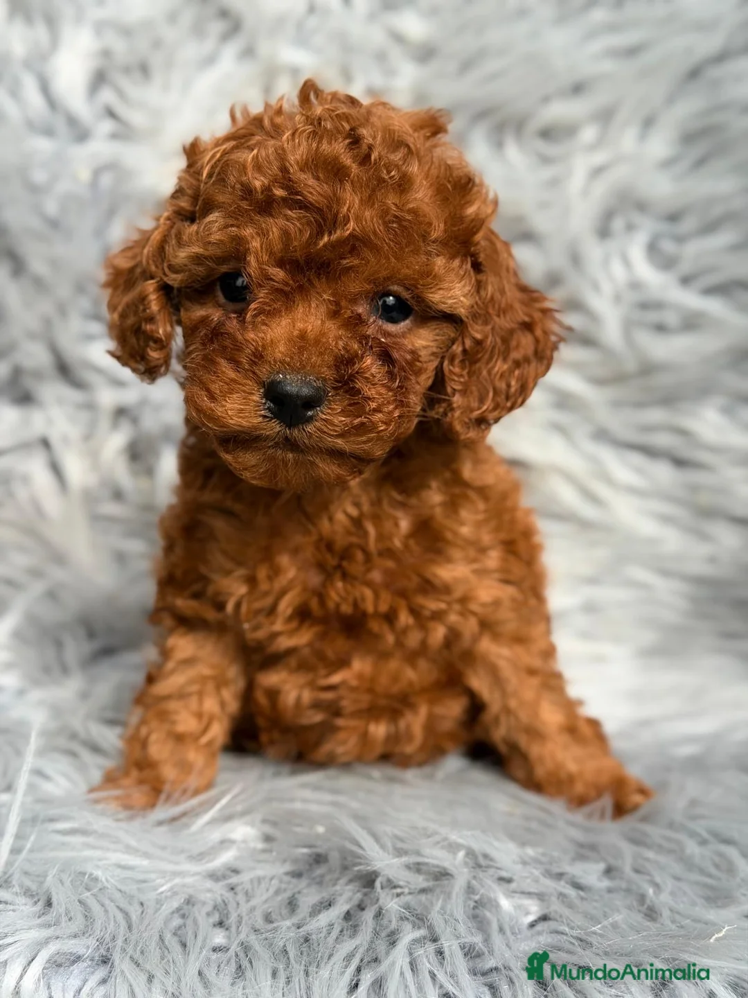 Caniche Toy perros en venta: CAMADA CANICHE TOY ROJOS  - Anuncio 1