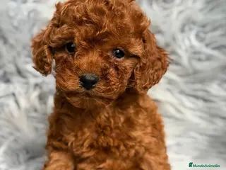 Caniche Toy perros CAMADA CANICHE TOY ROJOS - Anuncio 1